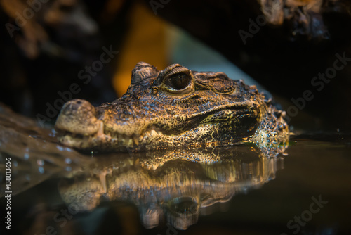 Crocodile close up head in the water