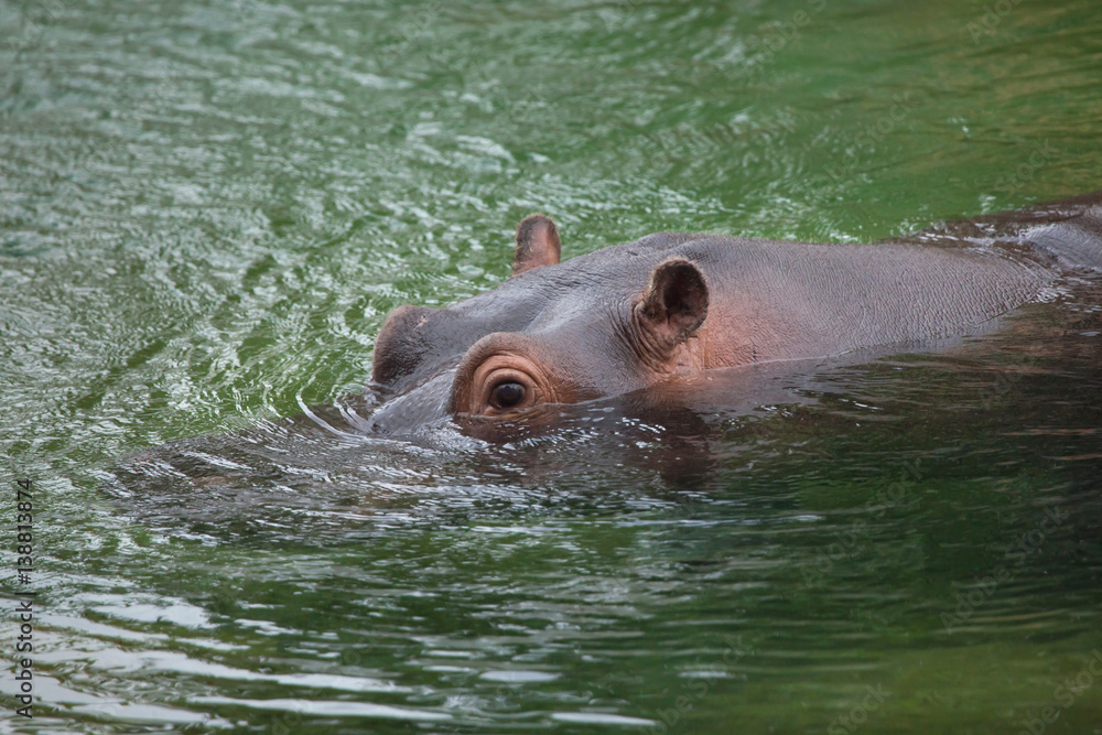 Fototapeta premium Hippopotamus (Hippopotamus amphibius).