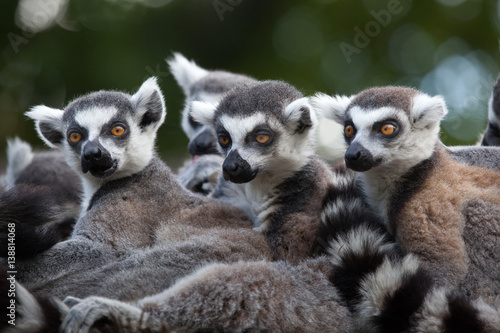Ring-tailed lemur (Lemur catta)