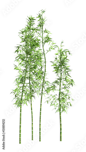 3D Rendering Bamboo Trees on White