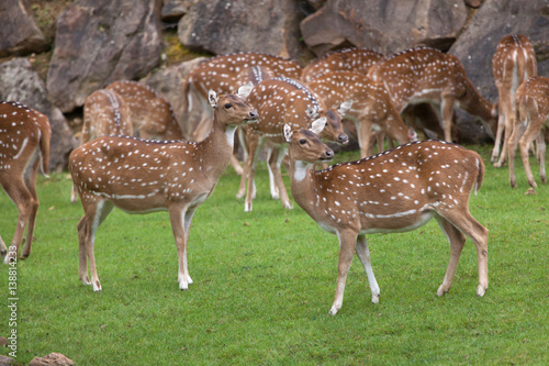 Fototapeta Naklejka Na Ścianę i Meble -  Chital (Axis axis)