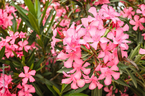 Fototapeta Naklejka Na Ścianę i Meble -  Pink Nerium
