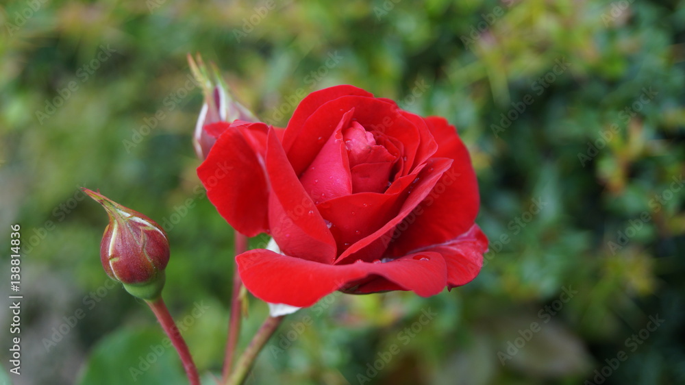 rote Rose rote Rose