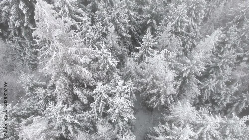 Aerial view of a winter woods. High frosty pines in winter forest. Aerial view of a winter woods. High frosty pines in winter forest.