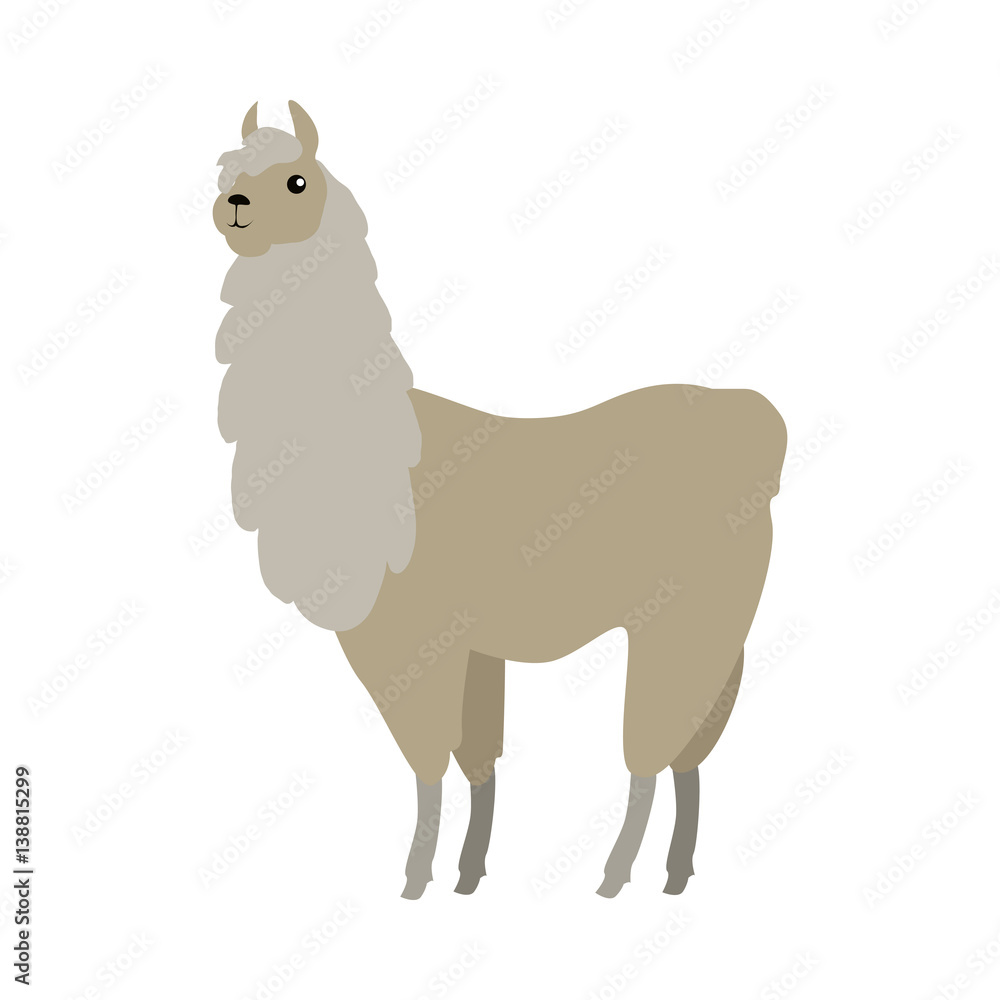 Lama Vector Illustration in Flat Design Lama Vector Illustration in Flat Design