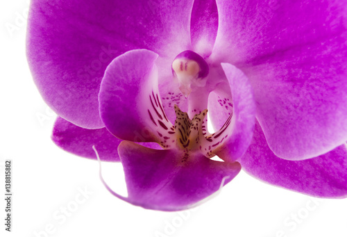Orchid isolated on white background. Abundant flowering of magenta phalaenopsis orchid. Spa background. Selective focus
