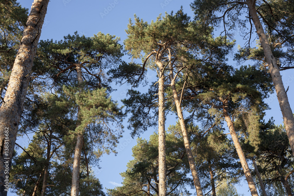Fototapeta premium высокие, пушистые сосны на фоне голубого неба солнечным днем