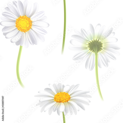 Vector white chamomile flower seamless pattern. Realistic vector daisy. Background design for herbal tea, natural cosmetics, health care products, aromatherapy, homeopathy, textile.