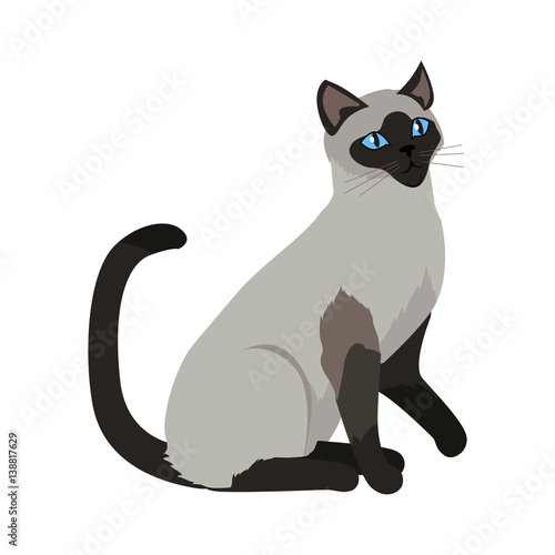 Siamese cat Vector Flat Design Illustration