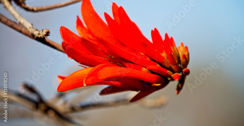  close up of   flower plant and clear sky photo