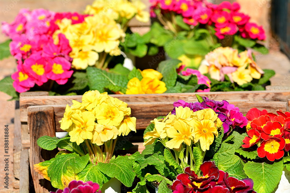 Colored primroses for the arrival of spring.
