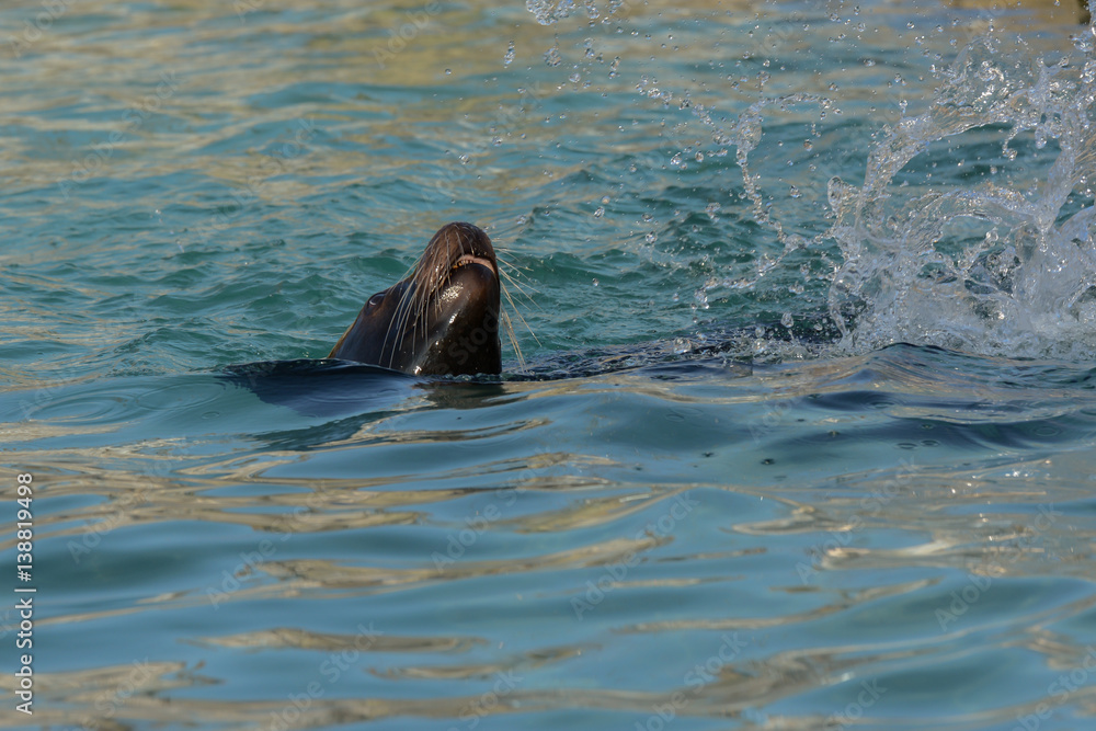 Fototapeta premium Seelöwe spielt im Bassin