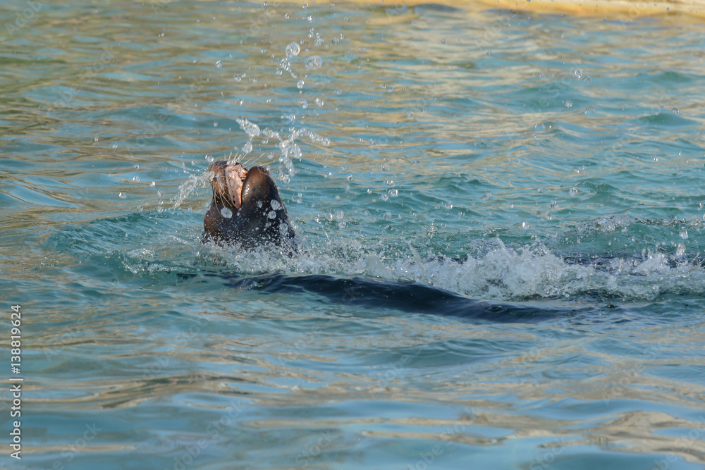 Fototapeta premium Seelöwe spielt im Bassin
