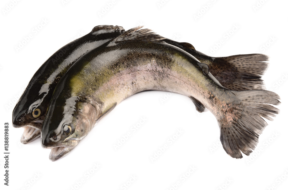 Fototapeta premium trout on white background
