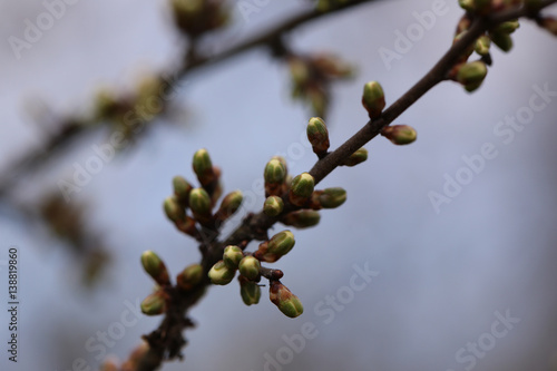 Young spring leaves on blurred natural background