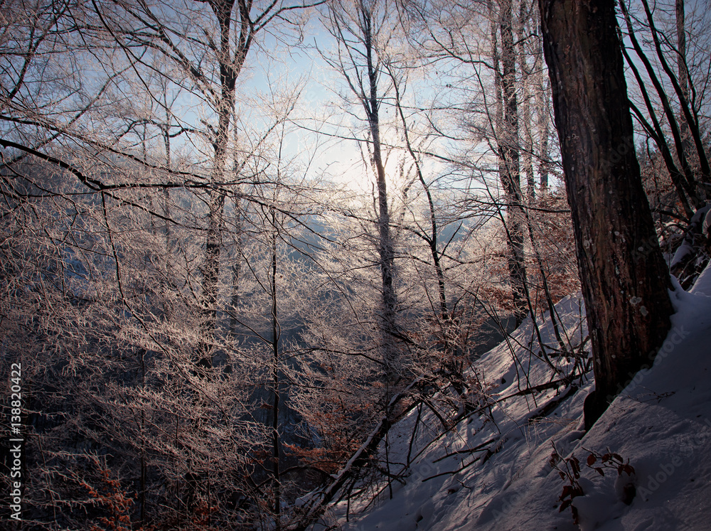 Winter Forest Scene with Sunlight Coming Through Winter Forest Scene with Sunlight Coming Through