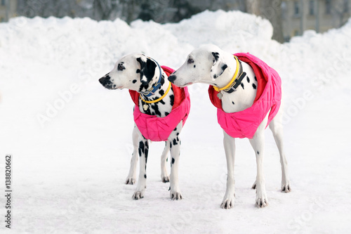 Couple dogs Dalmatians wearing pink jacket