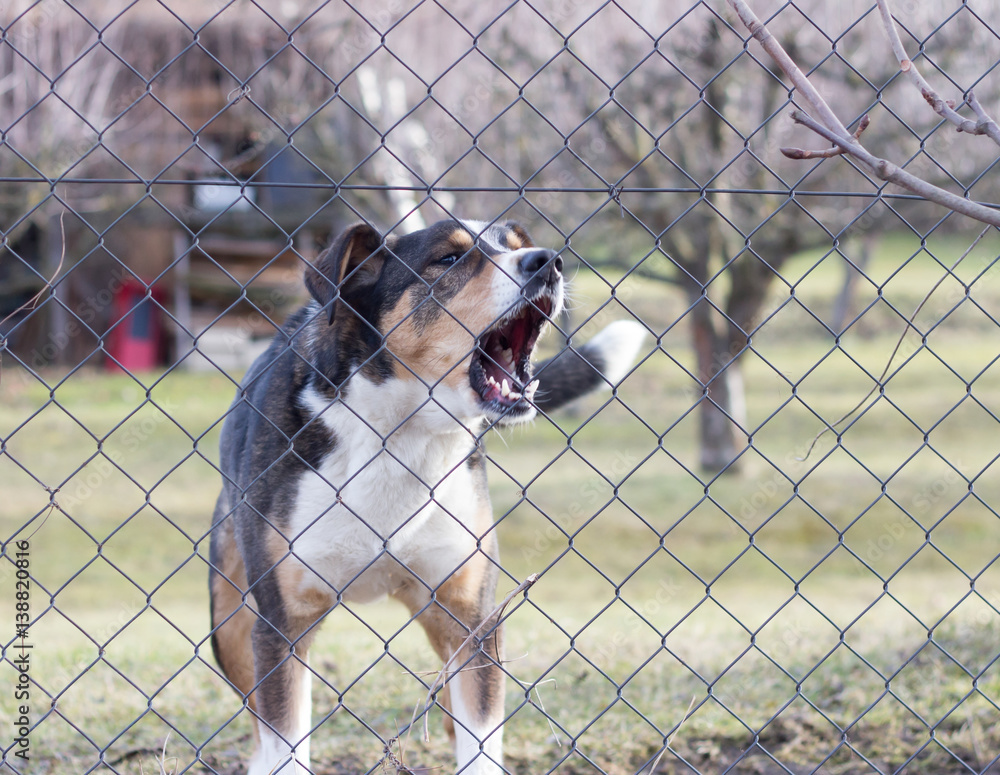 aggressive barking dog behind fence guarding garden Stock Photo