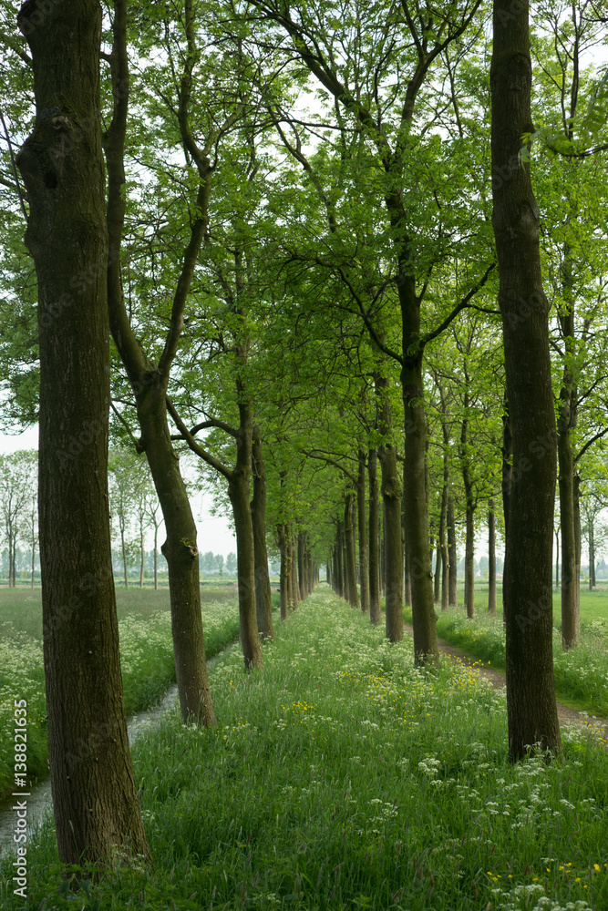 Lane with ashtrees and grassland with cow parsley