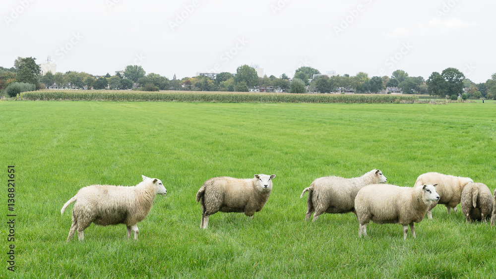 Group of sheep in a Dutch meadow