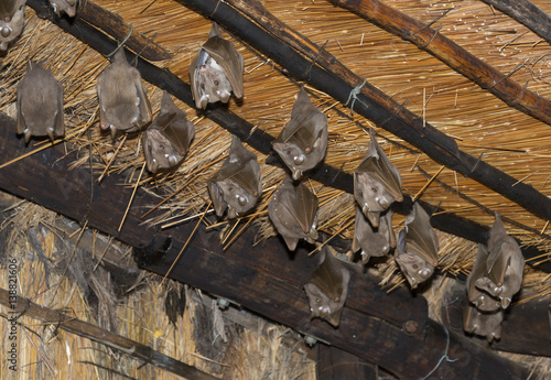 wild bat animals on the roof photo