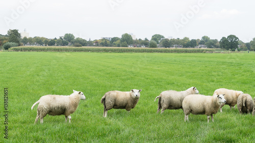 Group of sheep in a Dutch meadow