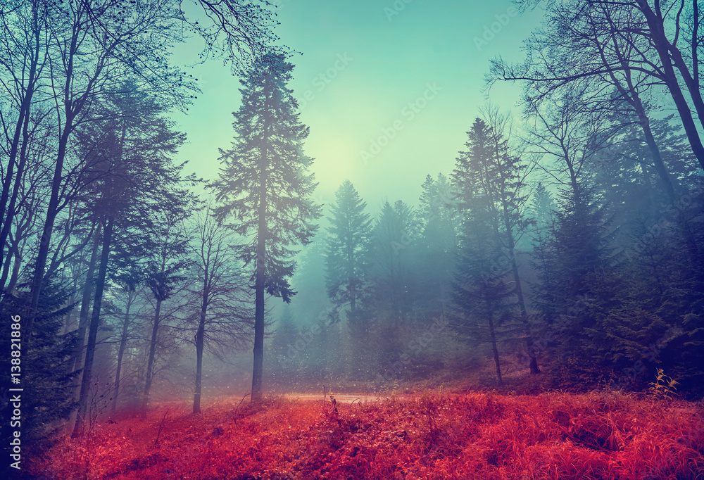 Magic dark forest. Autumn forest scenery with rays of warm light. Mistic forest. Beskid Mountains. Poland Magic dark forest. Autumn forest scenery with rays of warm light. Mistic forest. Beskid Mountains. Poland