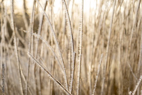 Hoar-frosted reed grass with needles of ice in sunlight close-up