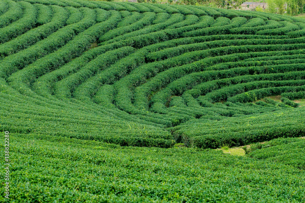 Tea plantation landscape at Chiang rai, Thailand.