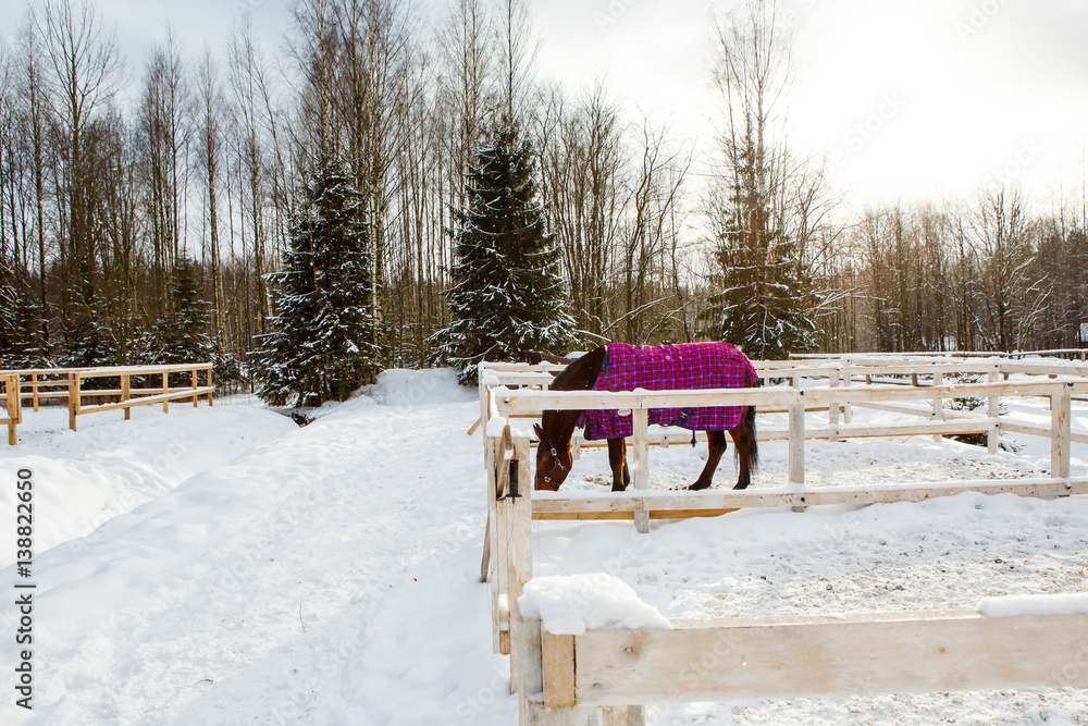 Horse in winter is wearing a blanket in the paddock. Hardy gelding with a walk in the snow in the cold. Caring for horses in the Northern regions. Horse in winter is wearing a blanket in the paddock. Hardy gelding with a walk in the snow in the cold. Caring for horses in the Northern regions.