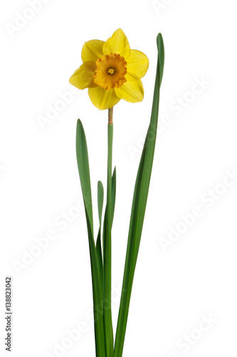 Yellow daffodil isolated