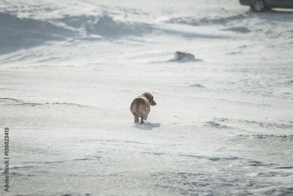 Naklejka premium A portrait of a beautiful brown dachshund dog in winter