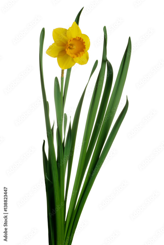 Yellow daffodil isolated Yellow daffodil isolated