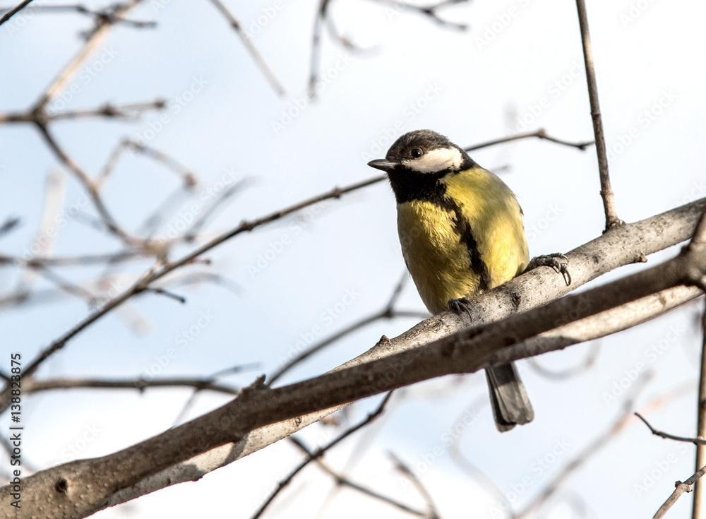 Fototapeta premium cute chickadee sitting on a branch in spring