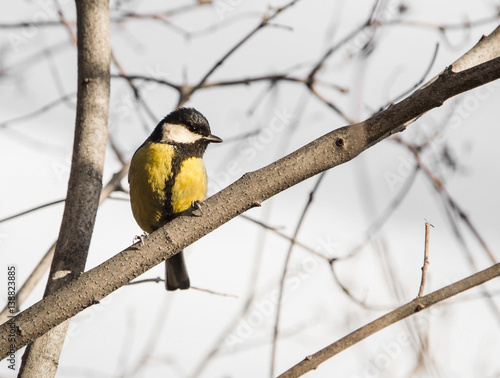cute chickadee sitting on a branch in spring