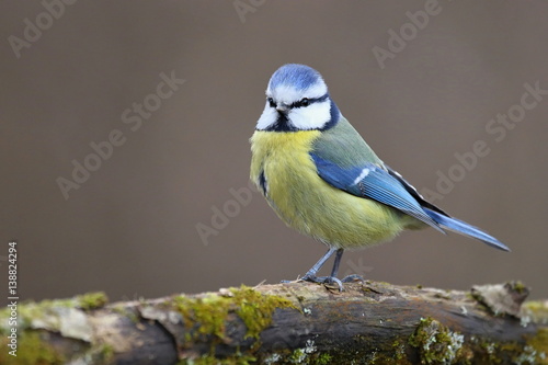 Parus major, Blue tit . Wildlife landscape, titmouse sitting on a branch moss-grown.. Europe, country Slovakia.