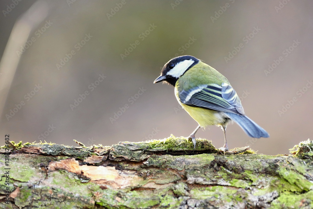 Obraz premium Parus major, Blue tit . Wildlife landscape, titmouse sitting on a branch moss-grown.. Europe, country Slovakia.