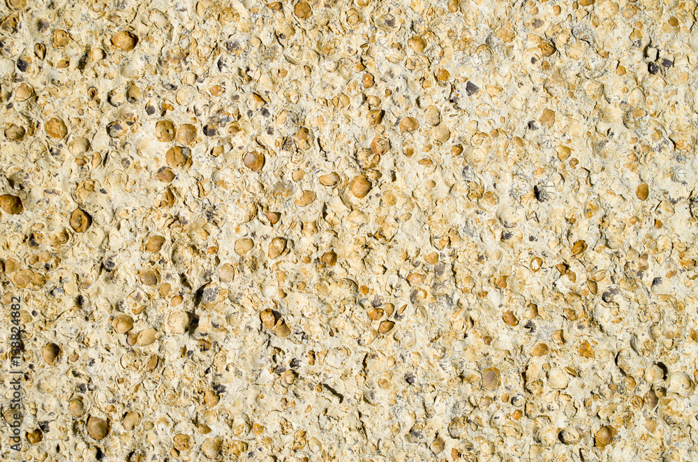 Sandstone with fossilized seashells closeup Sandstone with fossilized seashells closeup