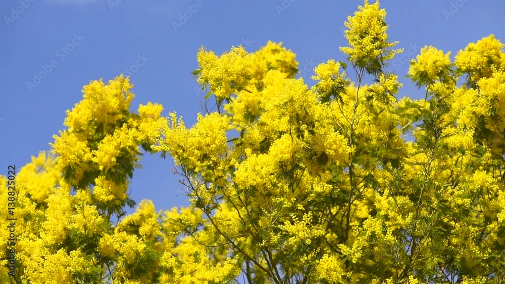 Yellow blooming of mimosa tree in spring. Blue sky as a background. Yellow blooming of mimosa tree in spring. Blue sky as a background.