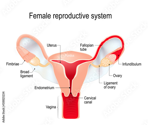 uterus with broad ligament on the white background
