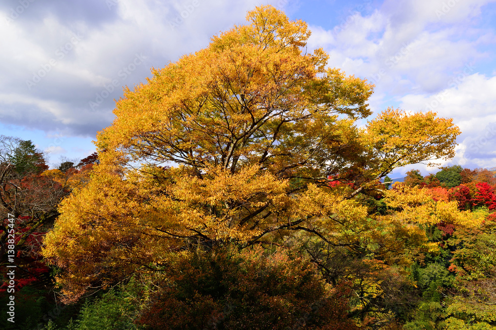 Fototapeta premium 岡城の紅葉