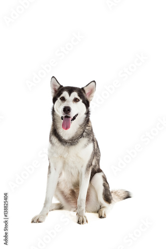 Alaskan Malamute sitting and looking at the camera, sticking the tongue out, isolated on white