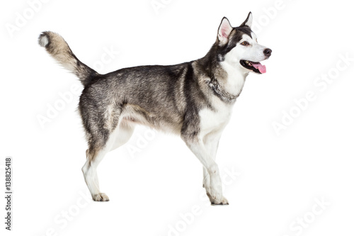 Alaskan Malamute standing  sticking the tongue out  isolated on white