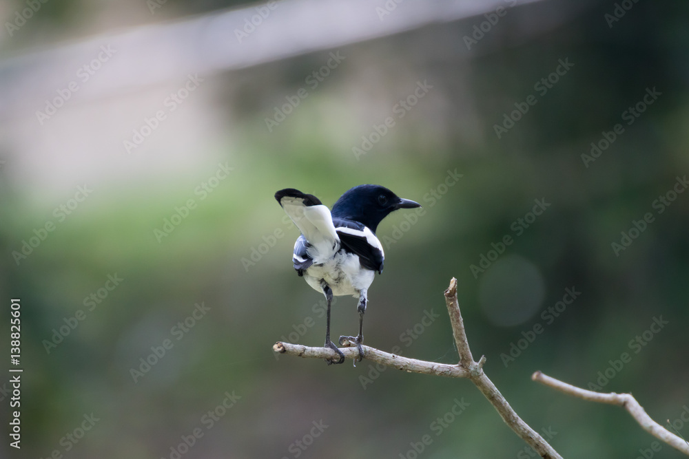 Fototapeta premium Oriental magpie robin on a branch