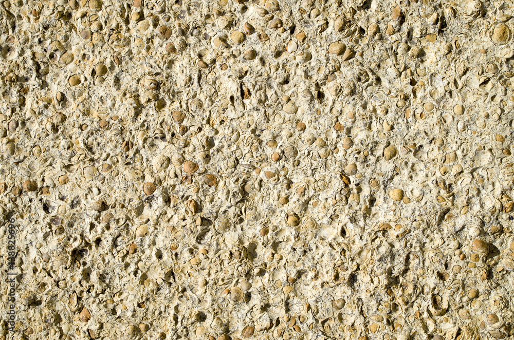 Sandstone with fossilized seashells closeup Sandstone with fossilized seashells closeup