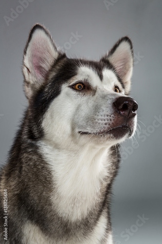 Fototapeta Naklejka Na Ścianę i Meble -  Portrait of siberian husky on gray background