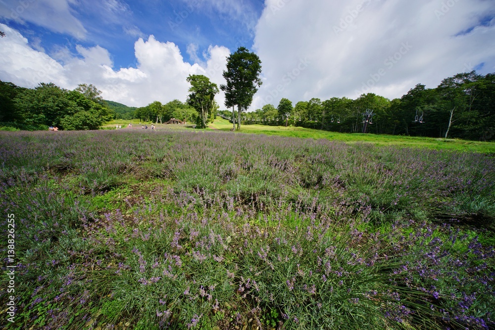 Obraz premium ラベンダー園