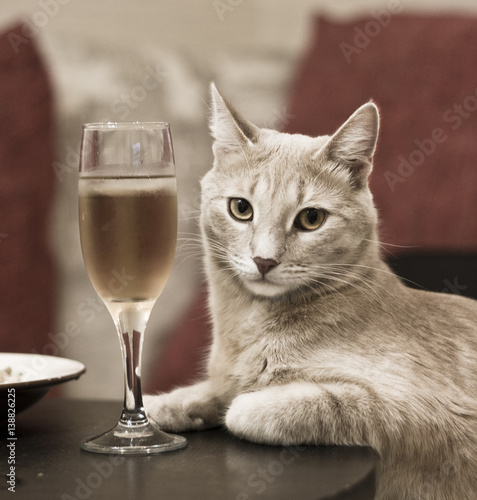 Шикарный кот аристократ сидит на столом с бокалом вина