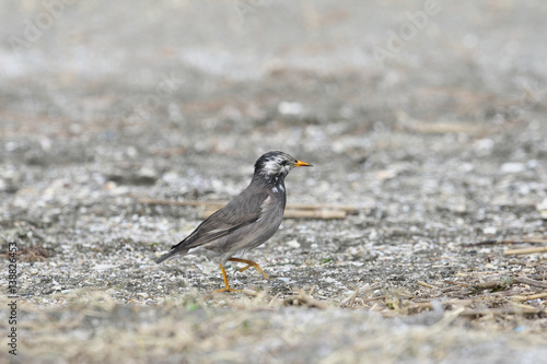 ムクドリ(White-cheeked Starling)