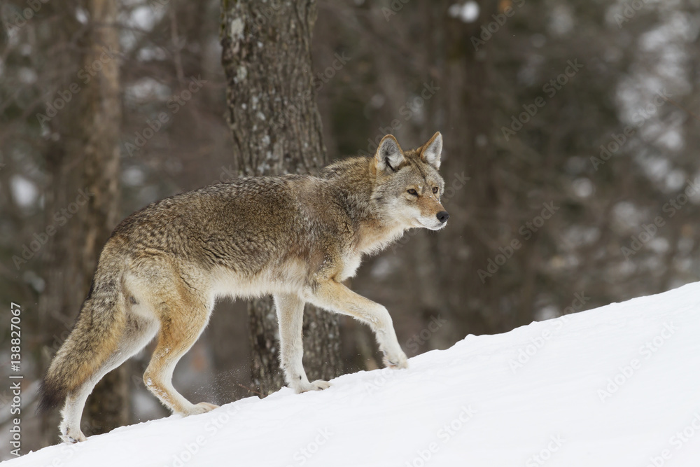 A lone Coyote walking in the winter snow in Canada